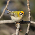 Firecrest in the UK