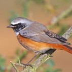 Common redstart