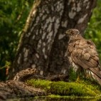 European goshawk