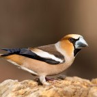Hawfinch