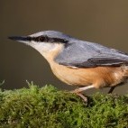 Nuthatch