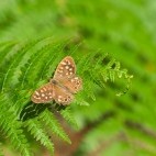 Speckled wood butterfly