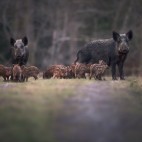Wild boar family
