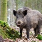 Wild boar