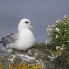 Fulmar