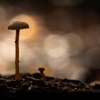 Fungi in the New Forest.