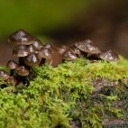 Fungi in the New Forest.