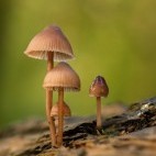 Fungi in the New Forest.