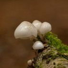 Fungi in the New Forest.