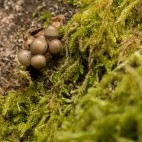 Fungi in the New Forest.