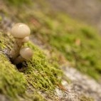 Fungi in the New Forest.