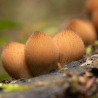 Fungi in the New Forest.