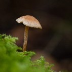 Fungi in the New Forest.