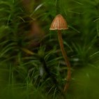 Fungi in the New Forest.