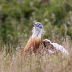 Great bustard in the UK.