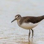 Green sandpiper