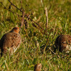 Grey partridge in the UK.