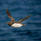 Guillemot in Devon