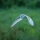 Barn owl in Hampshire, UK.