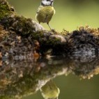 Blue tit and reflection in Hampshire, UK.