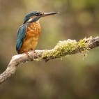 Common kingfisher in Hampshire, UK.