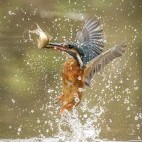 Common kingfisher in Hampshire, UK.