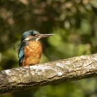 Common kingfisher in Hampshire, UK.