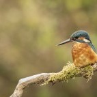 Common kingfisher in Hampshire, UK.