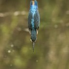 Common kingfisher in Hampshire, UK.