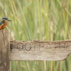 Common kingfisher in Hampshire, UK.