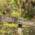 Common kingfisher in Hampshire, UK.
