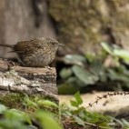 Dunnock in Hampshire, UK.