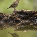 Green finch and reflection in Hampshire, UK.