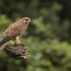 Kestrel in Hampshire, UK.