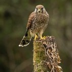 Kestrel in Hampshire, UK.