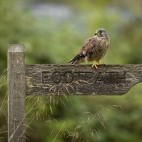 Kestrel in Hampshire, UK.