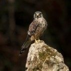 Kestrel in Hampshire, UK.