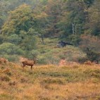 Red deer stag in the New Forest, Hampshire, UK.