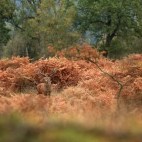 Red deer stag in the New Forest, Hampshire, UK.