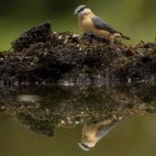 Nuthatch and reflection in Hampshire, UK.