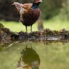Pheasant and reflection in Hampshire, UK.