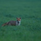 Red fox in Hampshire, UK.