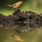 Robin and reflection in Hampshire, UK.