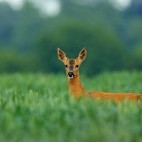 Roe deer in Hampshire, UK.