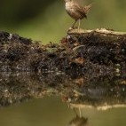 Wren and reflection in Hampshire, UK.