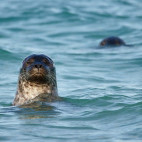 Harbour seal in the UK