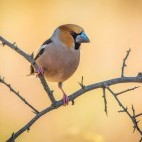 Hawfinch