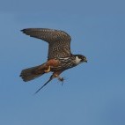 Hobby in the UK