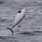 Common dolphin in Isle of Mull, Scotland.