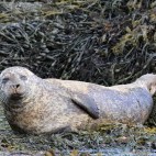 Harbour seal in Isle of Mull, Scotland